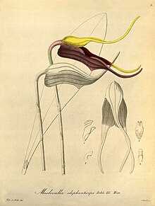 Masdevallia elephanticeps - Ксения том 1 пл 3 (1858) .jpg