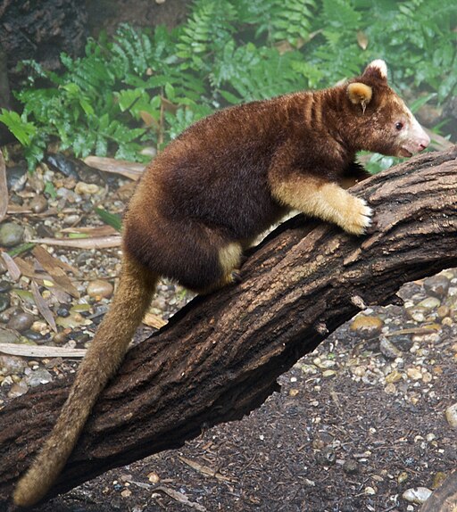 The Matschies kangaroo tree Dendolagus matschiei at the Bronx Zoo 1 was cut