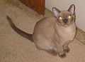 Champagne American Burmese