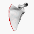 Left scapula. Medial border shown in red.