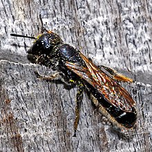 Megachilidae - Chelostoma cf. florisomne ​​(әйел) .JPG