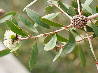 <i>Melaleuca globifera</i> Species of shrub