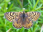 Melitaea cinxia