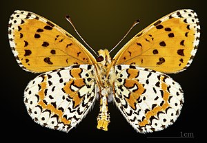 Melitaea didyma MHNT CUT 2013 3 26 male Cahors Ventral.jpg