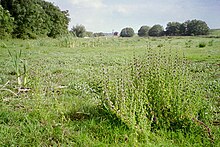 Typical habitat of pennyroyal in a seasonally inundated field by the River Nene in Northamptonshire, UK Mentha pulegium at Weston Favell.jpg