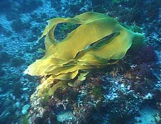 Marine life of the Strait of Messina