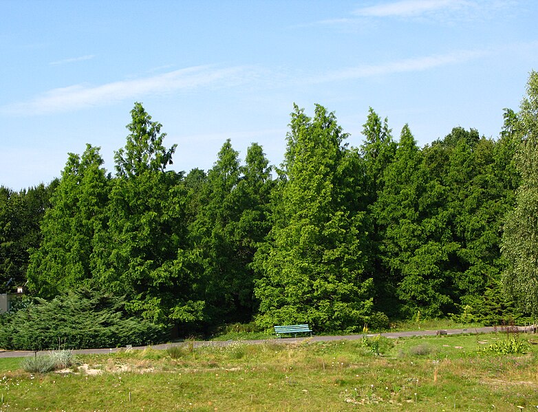 File:Metasequoia glyptostroboides group PAN.jpg