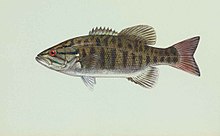 Micropterus dolomieu smallmouth bas balığı.jpg