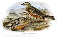 Rufous-naped (left) and Red-winged larks by Henrik Gronvold Mirafra 3 Gronvold.jpg