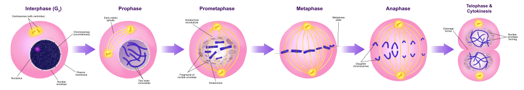 Mitosis Stages