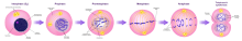 Mitosis is the non-interphase part of the cell cycle and generates two daughter cells Mitosis Stages.svg