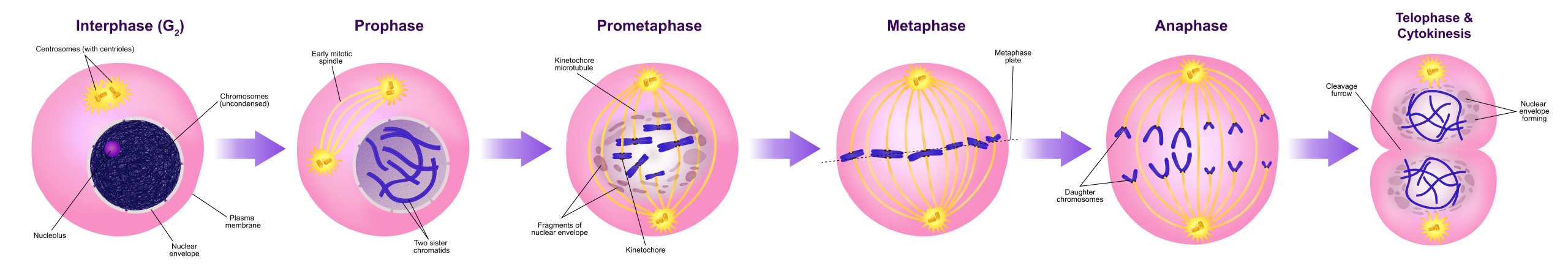 cytokinesis of mitosis diagram