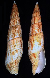 <i>Nebularia incompta</i> Species of gastropod