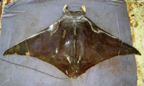 Mobula kuhlii