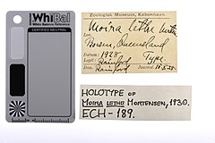 File:Moira lethe - ECH-000189 label.jpg (Category:Echinodermata in the Natural History Museum of Denmark)