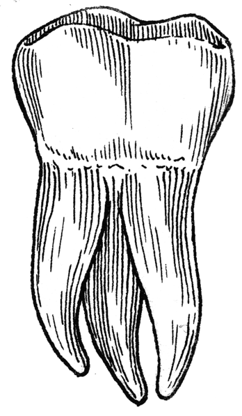 File:Molar (PSF).png