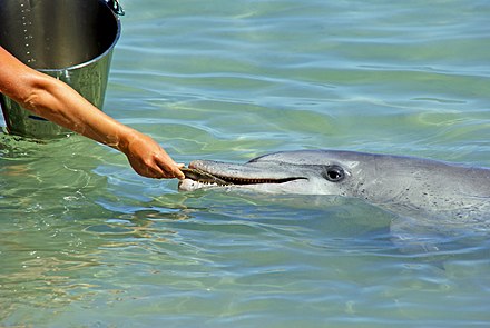 Feeding the dolphins at Monkey Mia