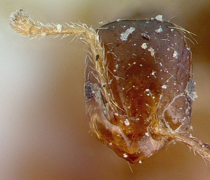 File:Monomorium madecassum casent0010819 head 1.jpg