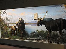 Moose diorama at the Springfield Science Museum. Moose preferred the less disturbed upland swamps, where they were hunted for their large meat stores and pelts, but were rare along the densely populated coastal areas. Moose diorama - Springfield Science Museum - Springfield, MA - DSC03415.JPG
