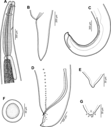 The nematode Raphidascaris (Ichthyascaris) fasciati Moravec & Justine Anisakidae 2020 parasite200028-fig03.png