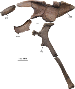 Pelvis Morelladon pelvis.PNG