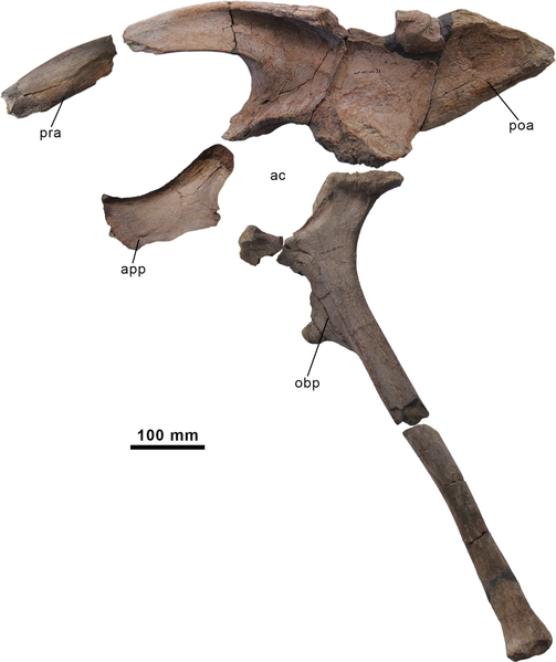 File:Morelladon pelvis.PNG