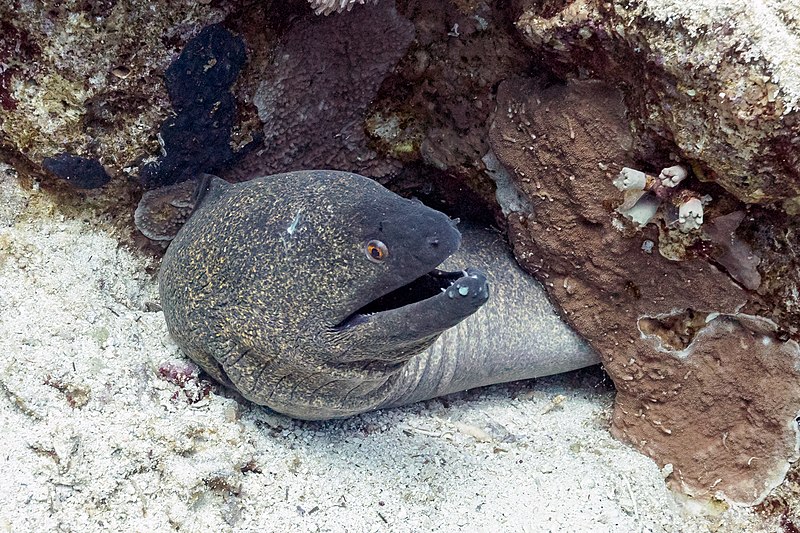 File:Morena gigante (Gymnothorax javanicus), parque nacional Ras Muhammad, Egipto, 2022-03-27, DD 108.jpg