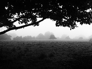 Morning Fog Emerging From Trees.jpg