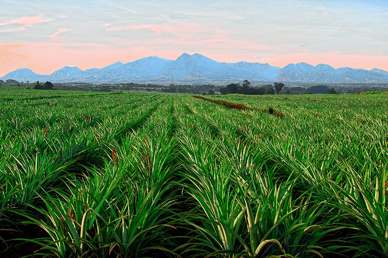 File:Mount Kitanglad Range.jpg