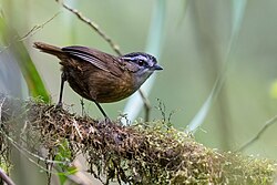 Mountain Wren-babbler 0A2A2125.jpg