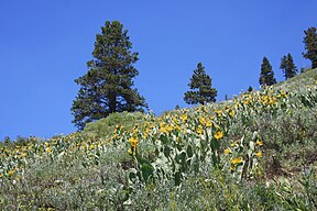 Mule ears (Wyethia mollis) on hillside