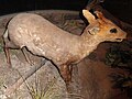 Muntiacus reevesi - Kunming Natural History Museum of Zoology - DSC02542.JPG