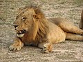 Lion (Panthera leo)