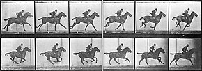 Muybridge's photos of a horse galloping (ca. 1880s), later used in the album cover art for The Photographer Muybridge horse gallop.jpg