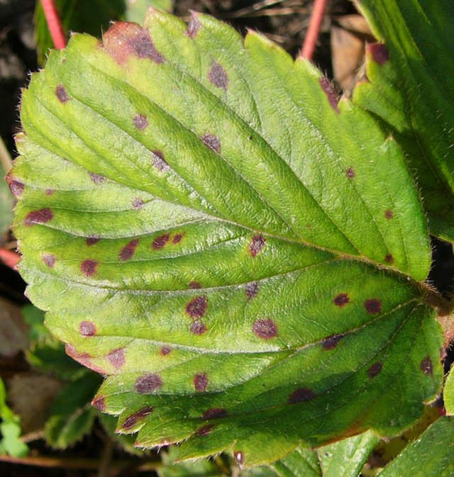 Management of Gray Mold in Strawberries - Alabama Cooperative Extension  System