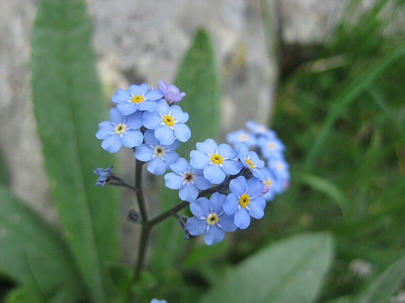 File:Myosotis alpestris 3126.jpg