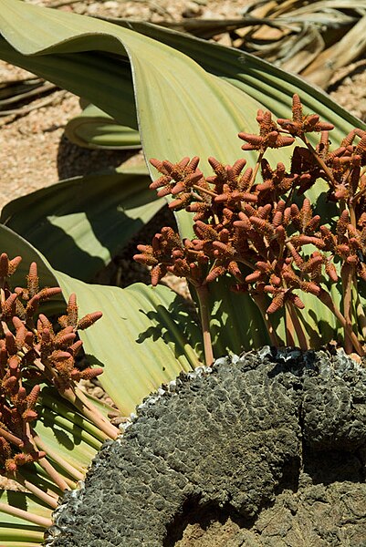 File:N-welwitschia-3.jpg