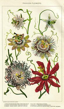 Passiflora edulis - Wikipedia, la enciclopedia libre