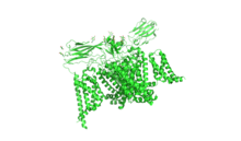 Structure of human voltage-gated sodium channel Nav1.7 in complex with auxiliary beta subunits, ProTx-II and tetrodotoxin (Y1755 down) from the RCSB PDB (6J8J). NaV 1.7 PDB 6j8j.png