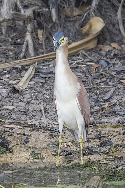 File:Nankeen night-heron (Nycticorax caledonicus) Kakadu.jpg