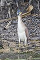 * Nomination Nankeen night-heron (Nycticorax caledonicus) --Charlesjsharp 11:52, 20 February 2024 (UTC) * Promotion  Support Good quality. --Nikride 18:04, 20 February 2024 (UTC)