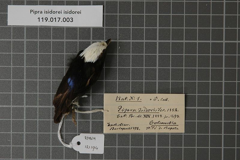 File:Naturalis Biodiversity Center - RMNH.AVES.121194 - Pipra isidorei isidorei Sclater, 1852 - Pipridae - bird skin specimen.jpeg