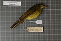 Naturalis Biodiversity Center - RMNH.AVES.126271 1 - Calyptocichla serina (J. & E. Verreaux, 1855) - Pycnonotidae - bird skin specimen.jpeg
