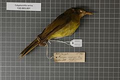 Description de l'image Naturalis Biodiversity Center - RMNH.AVES.126271 1 - Calyptocichla serina (J. & E. Verreaux, 1855) - Pycnonotidae - bird skin specimen.jpeg.
