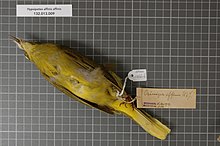 Naturalis Biodiversity Center - RMNH.AVES.126616 1 - Hypsipetes affinis affinis (Hombron & Jacquinot, 1841) - Pycnonotidae - vzorek kůže ptáka.jpeg
