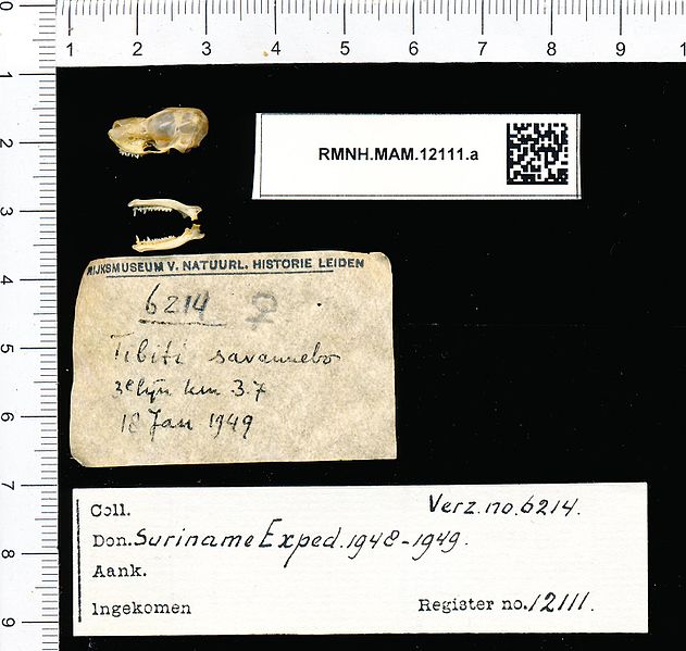 File:Naturalis Biodiversity Center - RMNH.MAM.12111.a lat - Centronycteris maximiliani - skull.jpeg