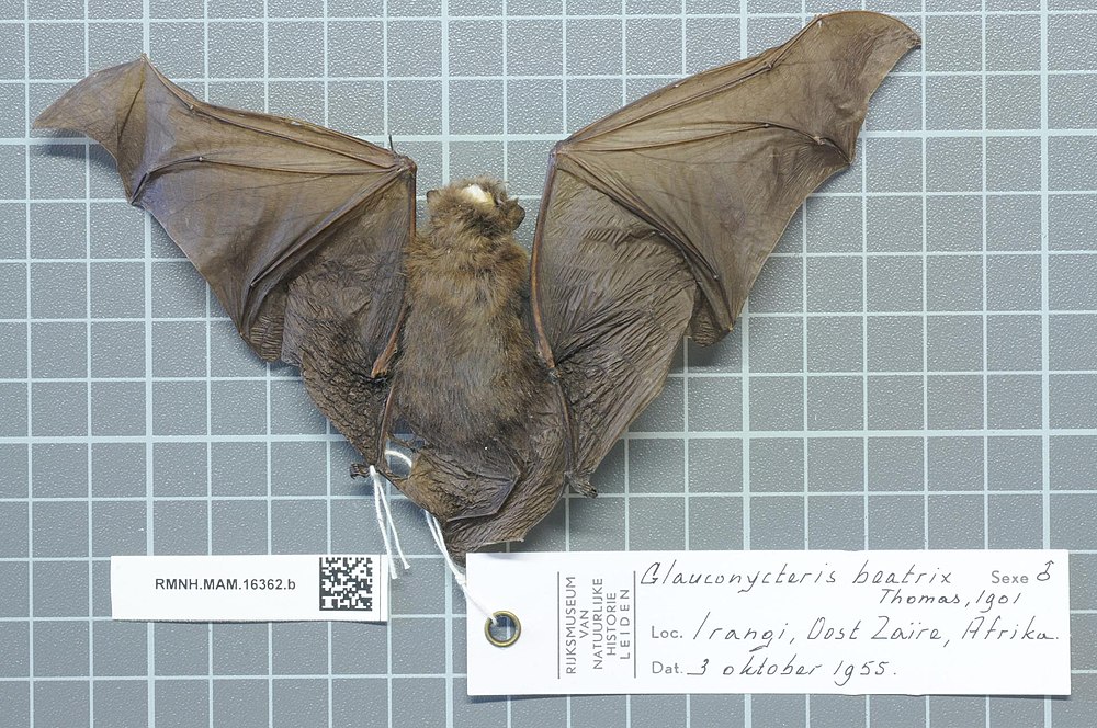 The average adult weight of a Beatrix's bat is 7 grams (0.02 lbs)
