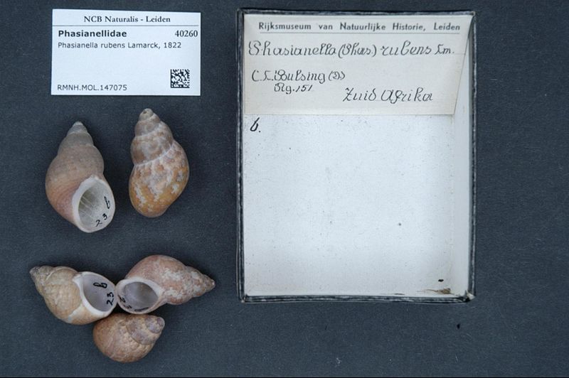 File:Naturalis Biodiversity Center - RMNH.MOL.147075 - Phasianella rubens Lamarck, 1822 - Phasianellidae - Mollusc shell.jpeg