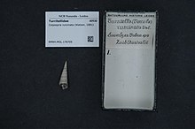 Naturalis Biodiversity Center - RMNH.MOL.176709 - Colpospira runcinata (Watson, 1881) - Turritellidae - Mollusc shell.jpeg