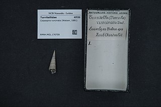 <i>Colpospira runcinata</i> Species of gastropod